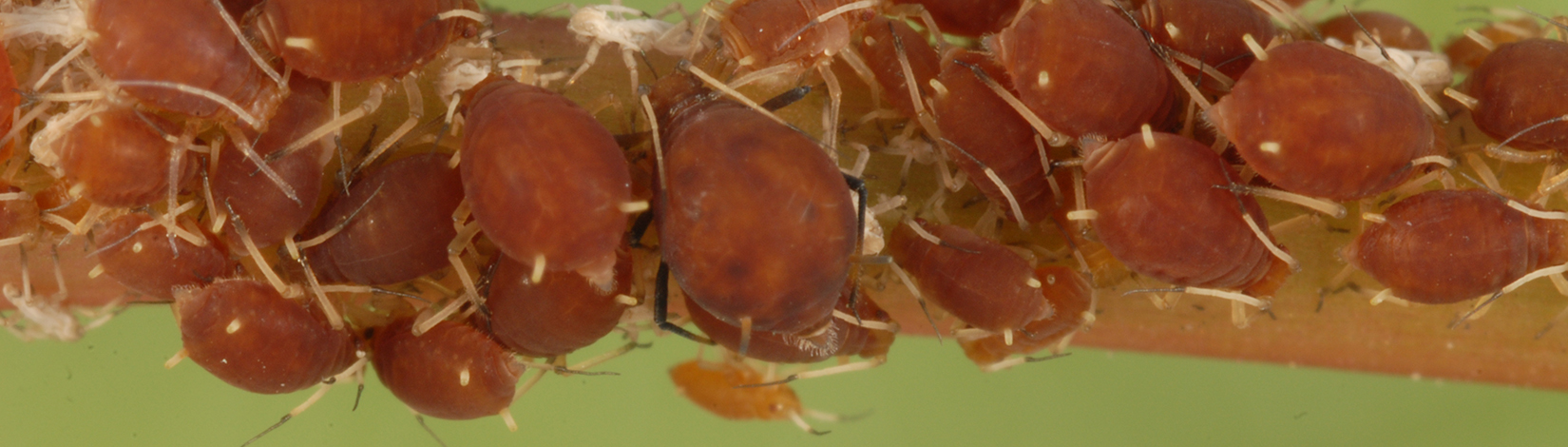 a photo of an Aphis folsomii on VA creeper taken by Lyle Buss
